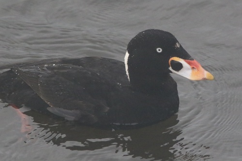 Surf Scoter (Melanitta perspicillata), photo 4
