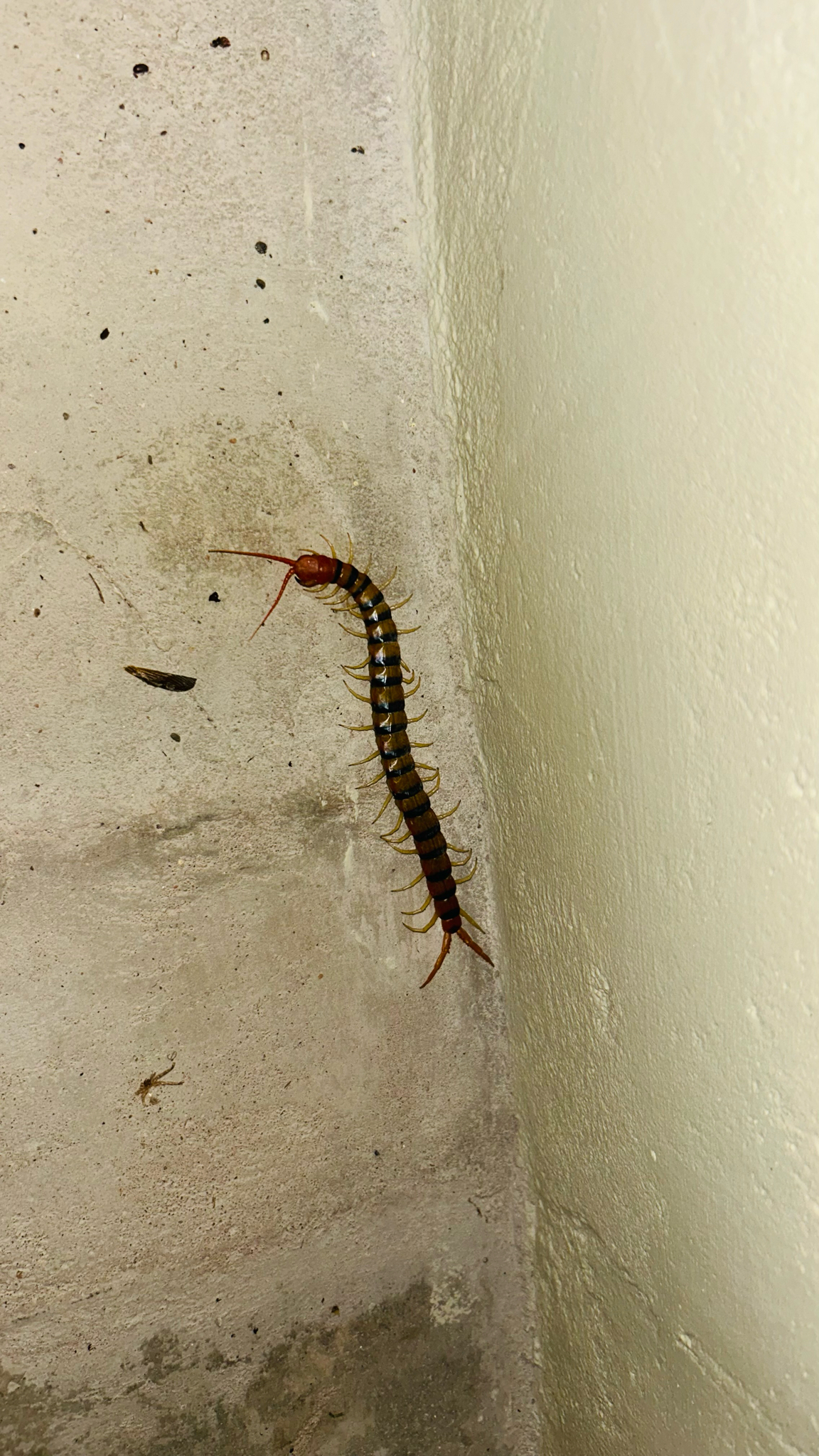 Scolopendra morsitans Linnaeus, 1758