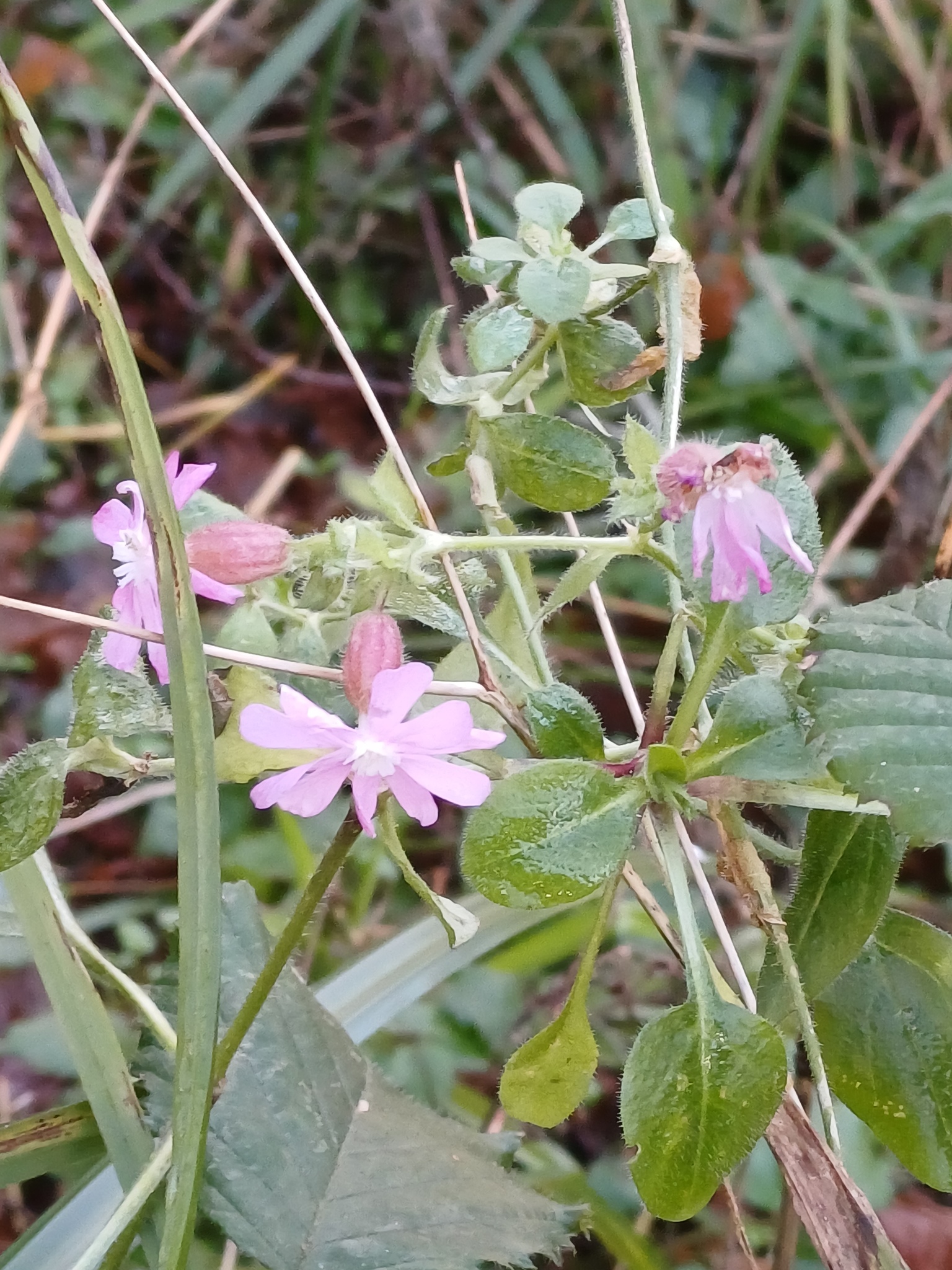 Red campion