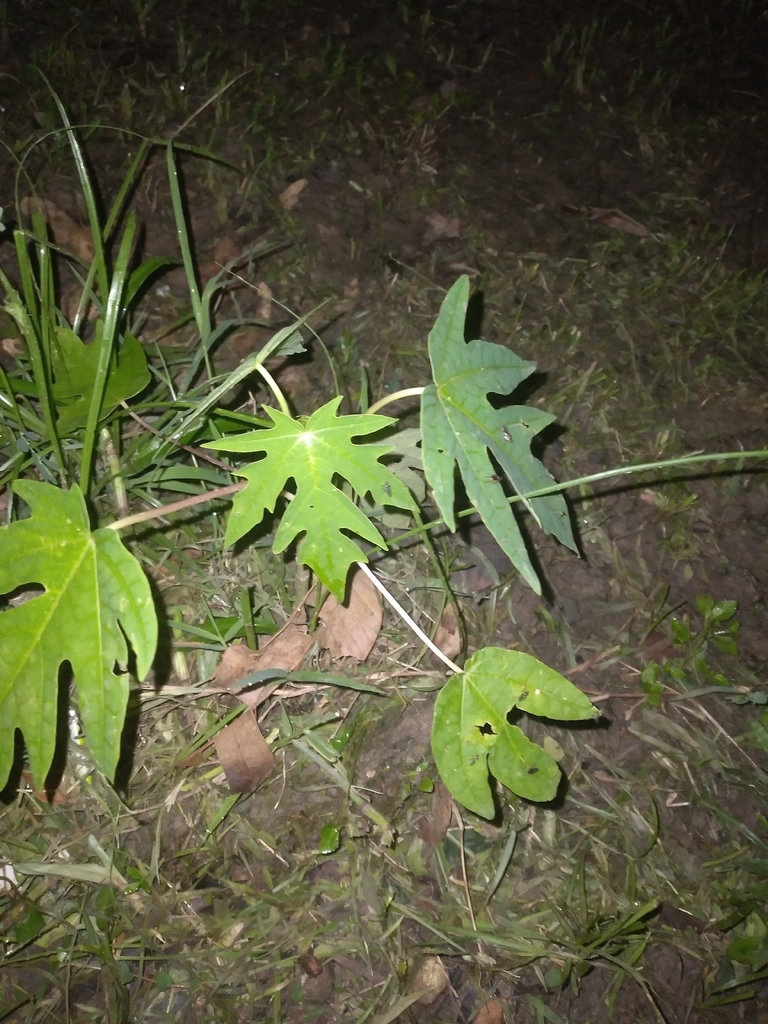 Papaw (Carica papaya)