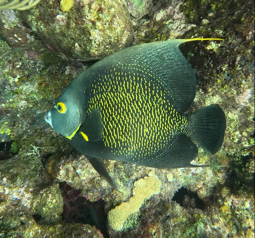 Angelfish (Pomacanthus paru) — Pomacanthidae