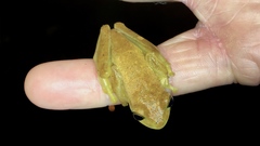 Isthmohyla pseudopuma