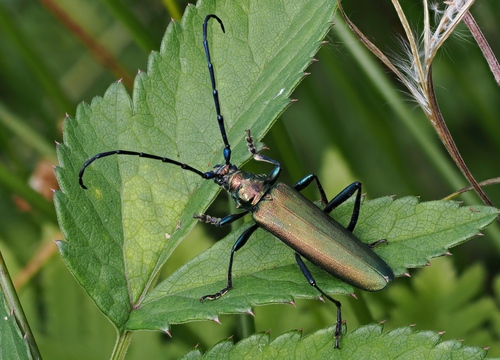 Aromia moschata (Linnaeus, 1758)