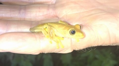 Isthmohyla pseudopuma