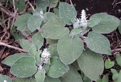 Sideritis macrostachyos, photograph 6