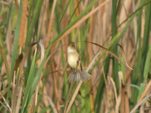 White-throated Flycatcher (Empidonax albigularis)