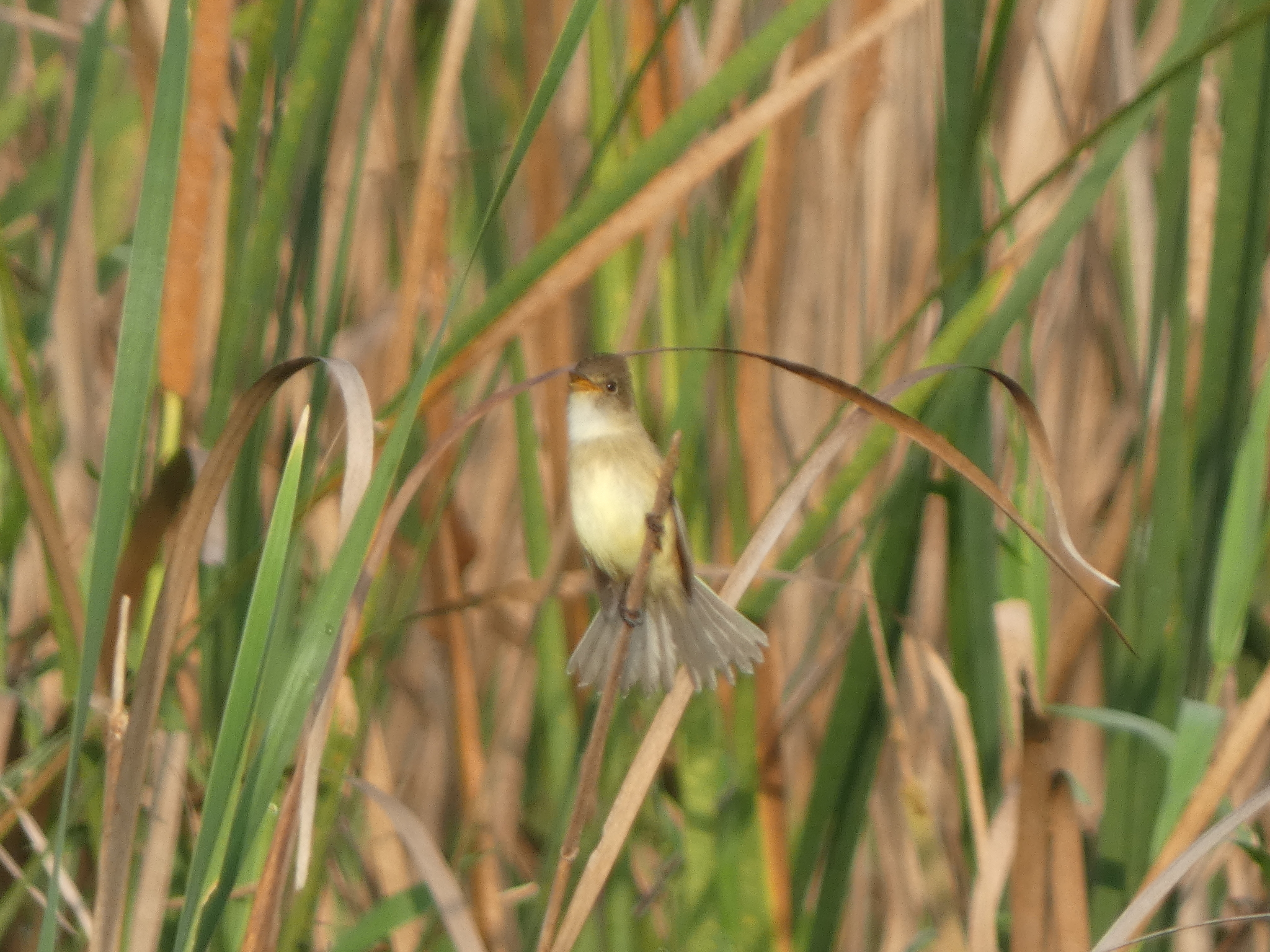White-throated Flycatcher (Empidonax albigularis), photo 1