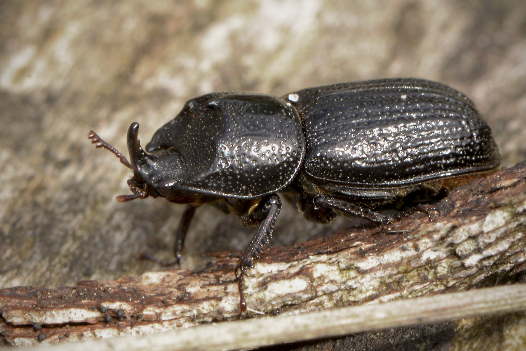 Horned Stag Beetle