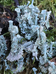 Cladonia asahinae
