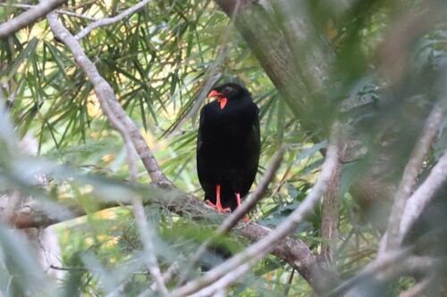 Highland Guan (Penelopina nigra)