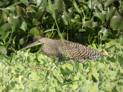 Bare-throated Tiger Heron (Tigrisoma mexicanum), photo 4