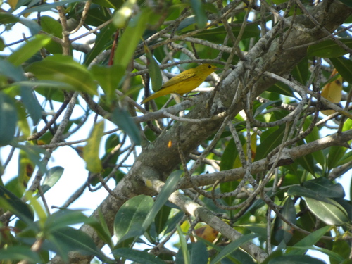 Mangrove Warbler (Setophaga petechia), photo 3
