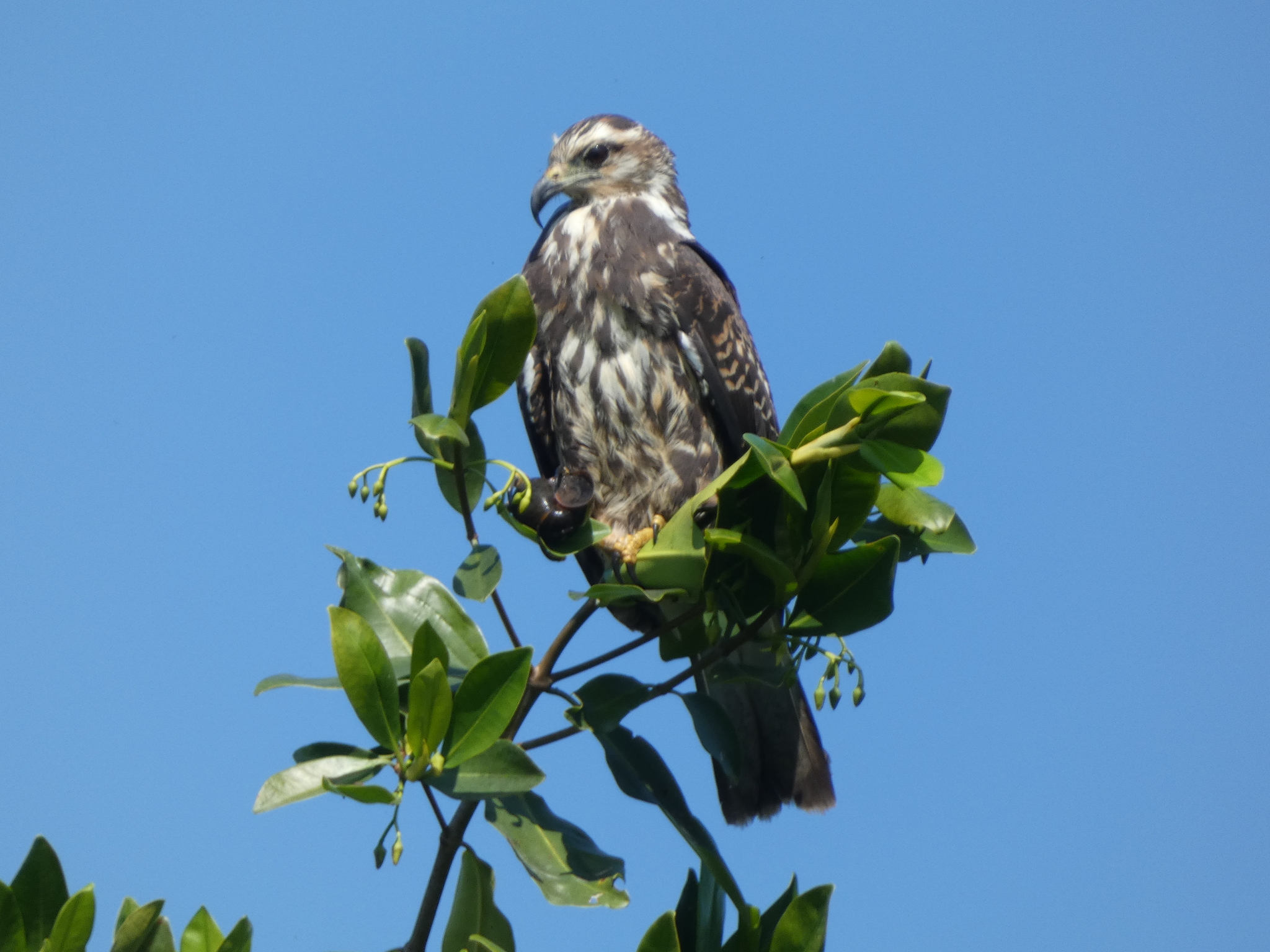 Snail Kite (Rostrhamus sociabilis), photo 7