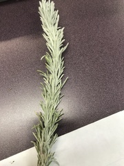 Artemisia pycnocephala