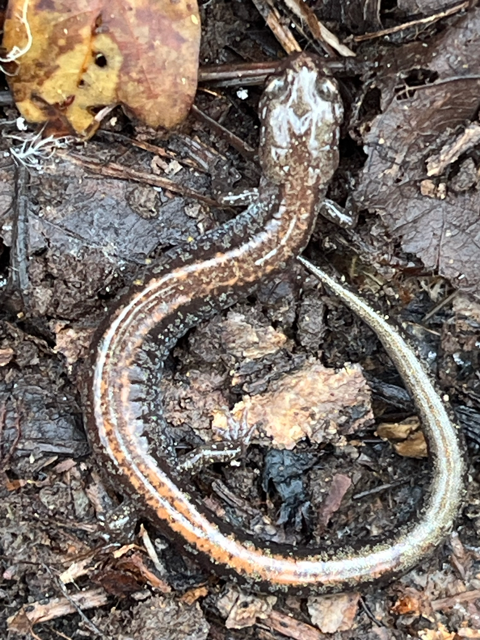 Plethodon cinereus (Green, 1818)