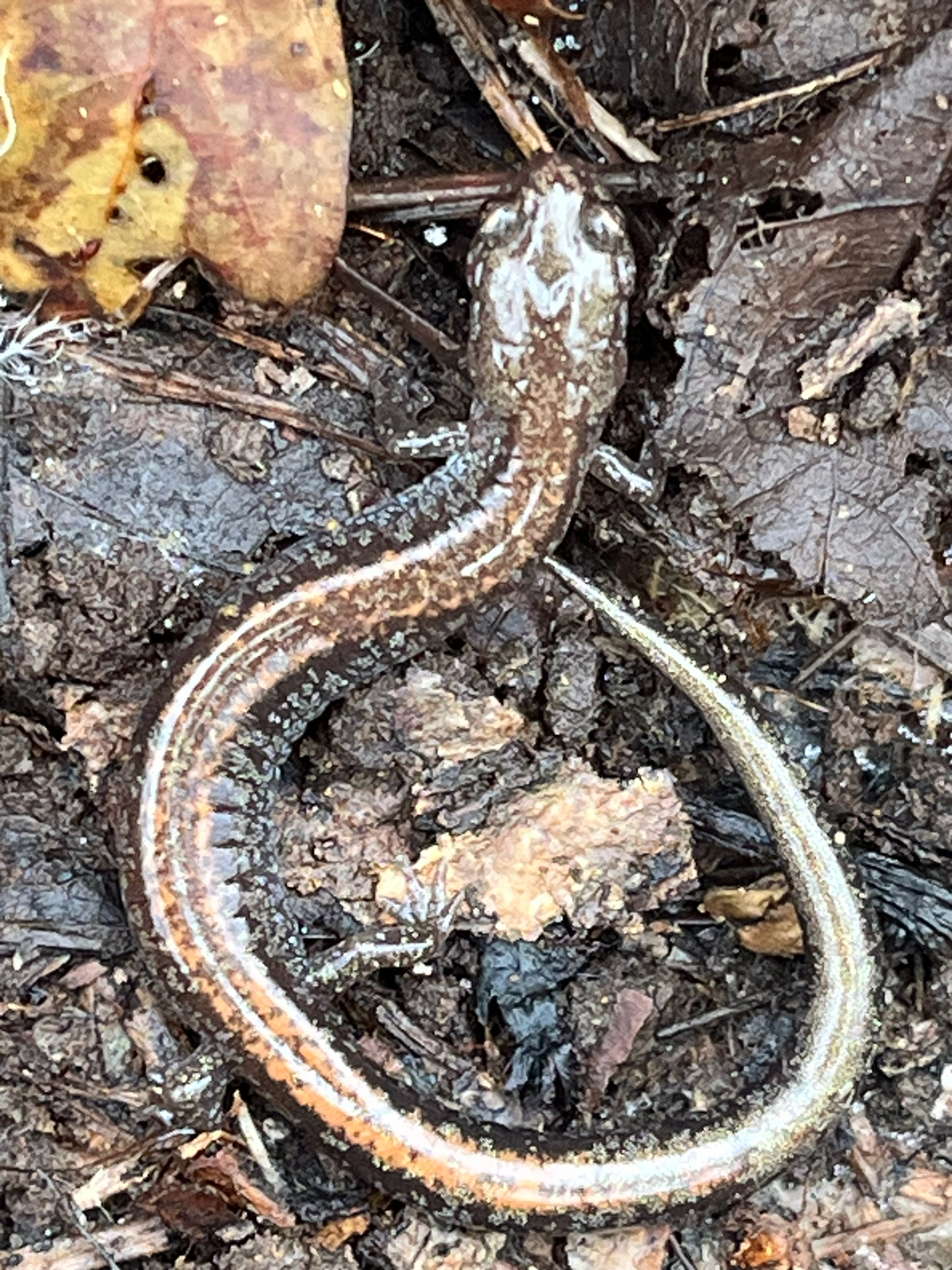 Plethodon cinereus (Green, 1818)