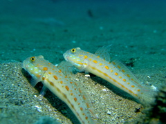 Valenciennea puellaris