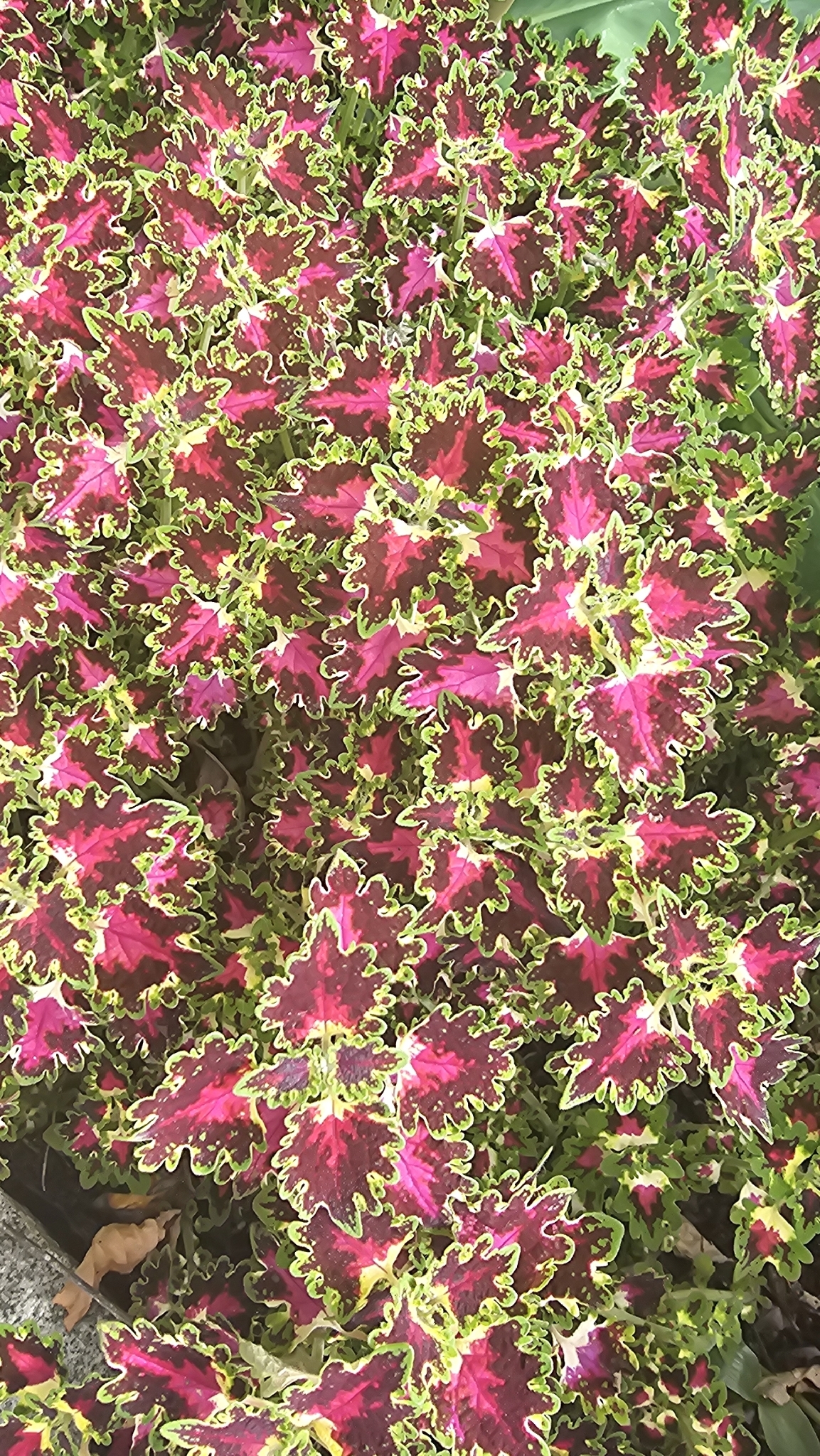 Imagem de coleus