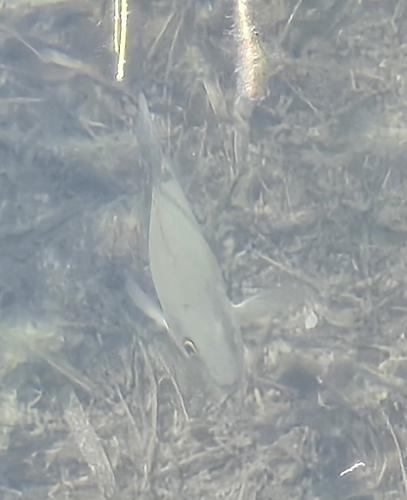 Grey snapper (Lutjanus griseus) — Lutjanidae