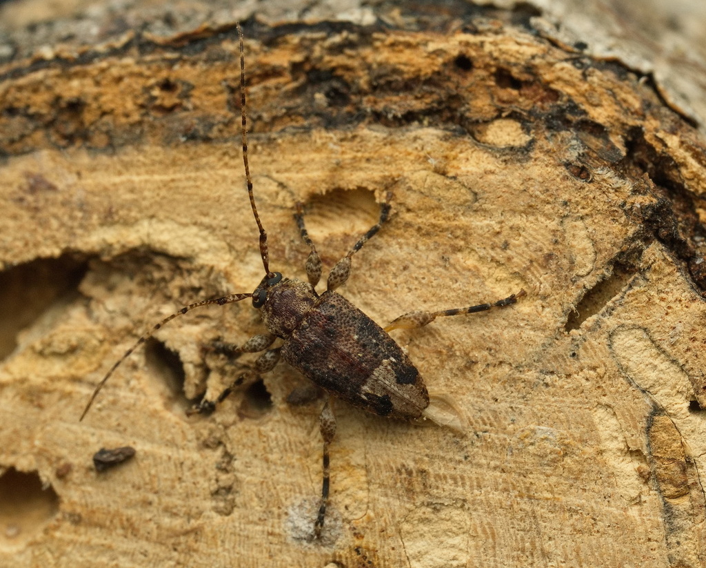 Styloleptus posticalis