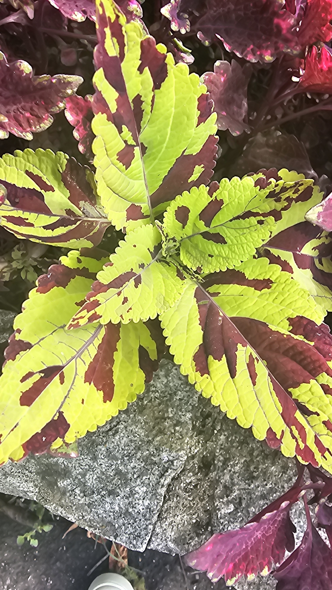Imagem de coleus