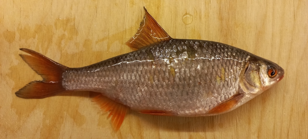 Roach (Rutilus rutilus) — Cyprinidae