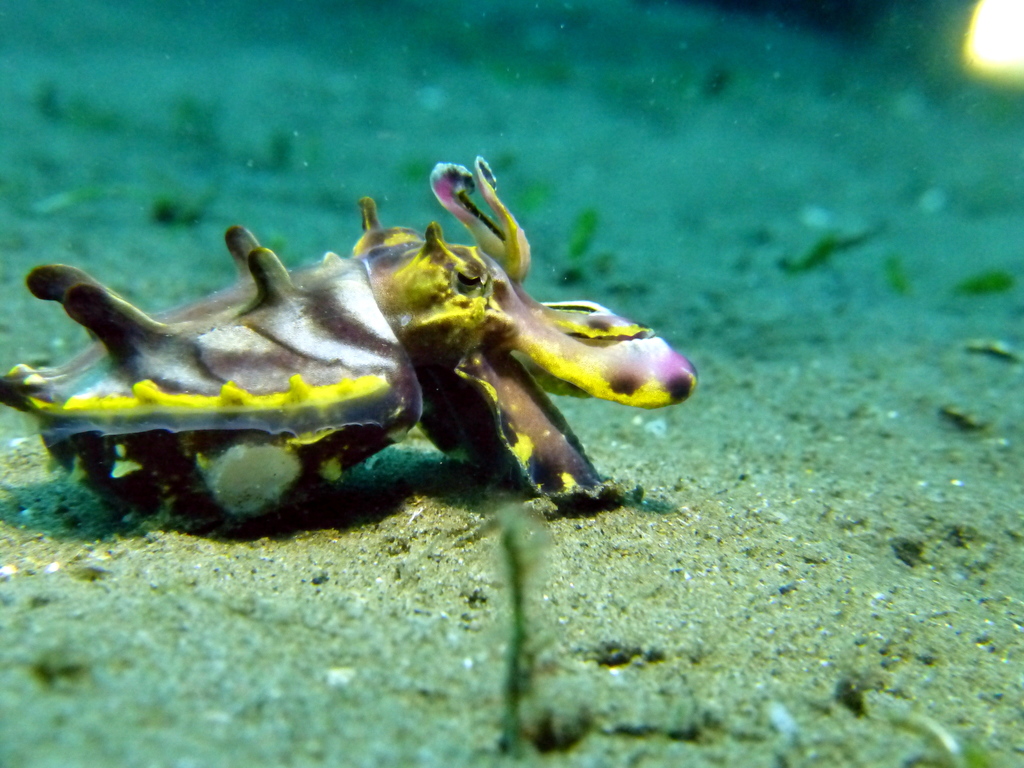 Flamboyant Cuttlefish (Ascarosepion pfefferi) · iNaturalist