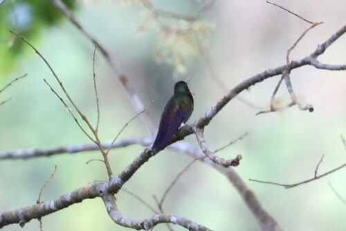 Blue-tailed Hummingbird (Saucerottia cyanura), photo 7