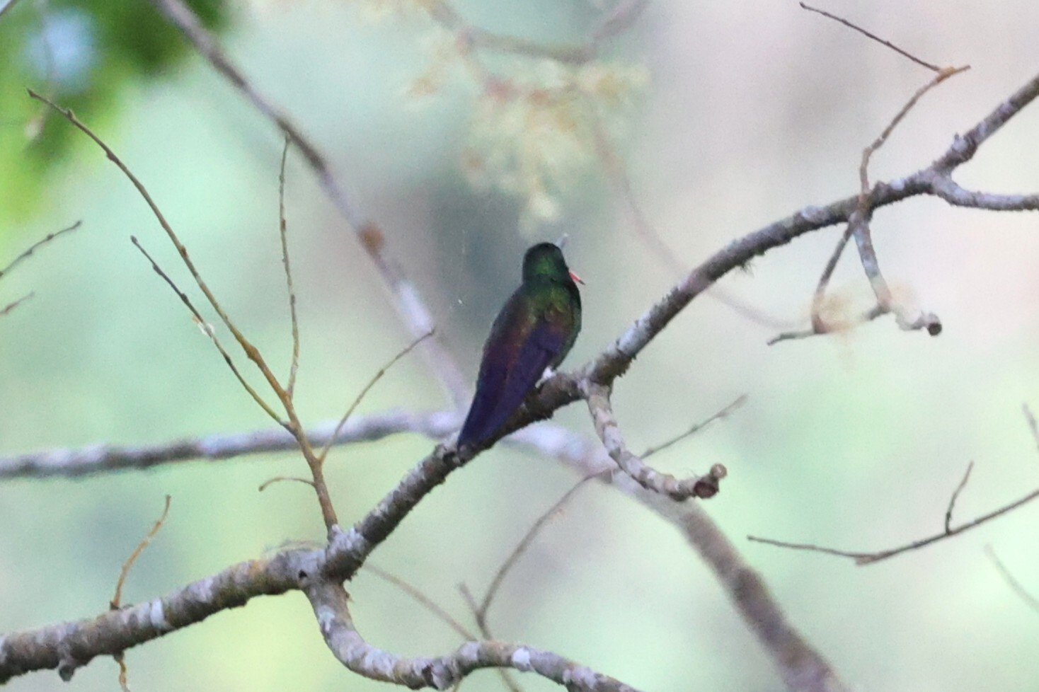 Blue-tailed Hummingbird (Saucerottia cyanura), photo 4