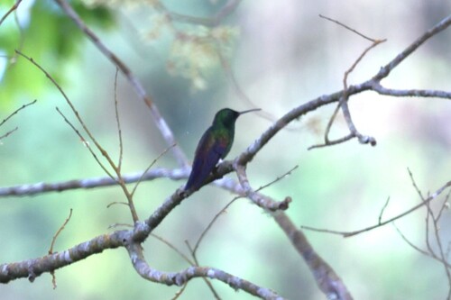 Blue-tailed Hummingbird (Saucerottia cyanura), photo 8