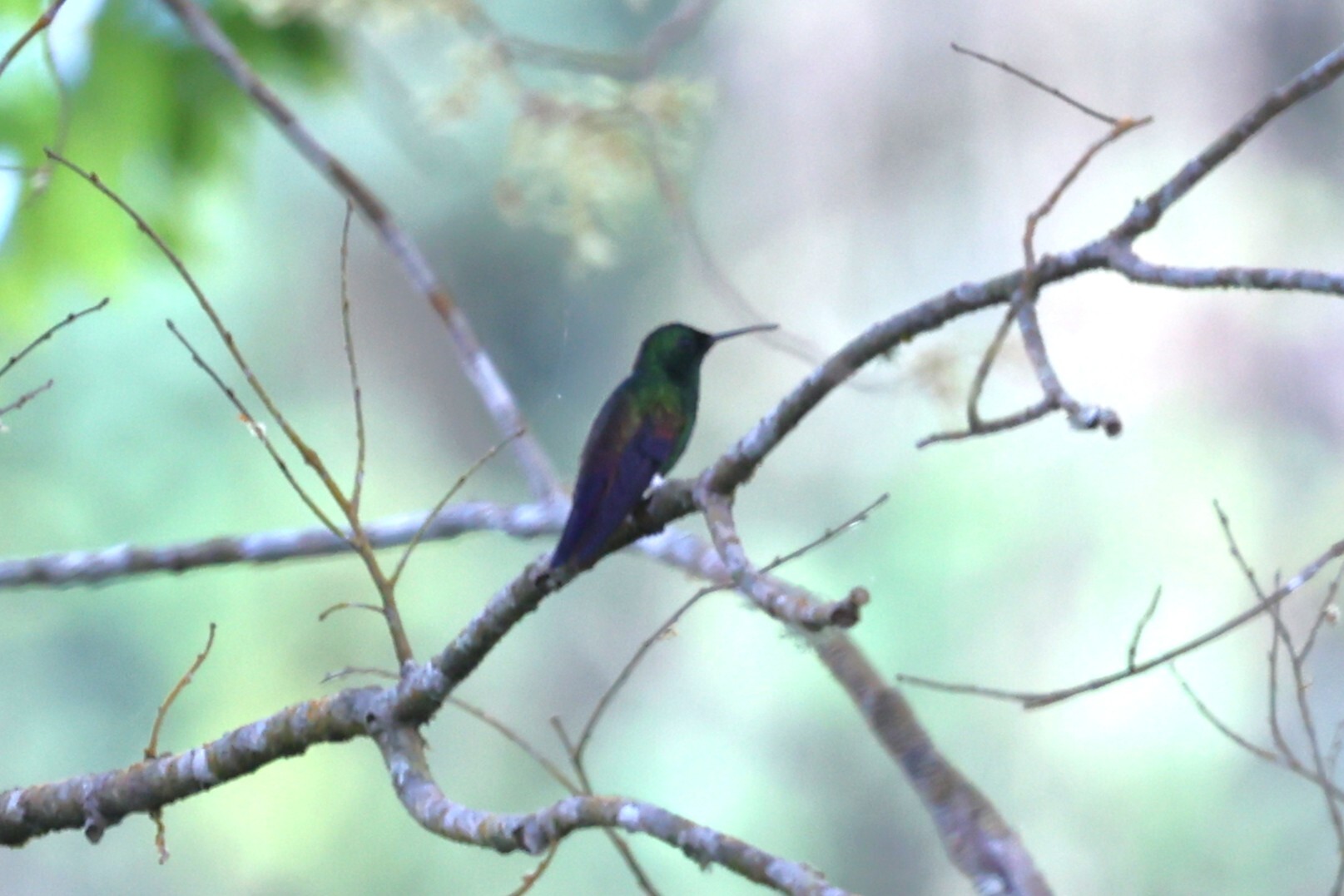 Blue-tailed Hummingbird (Saucerottia cyanura), photo 5