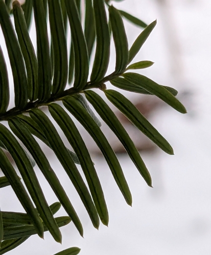 Japanese yew