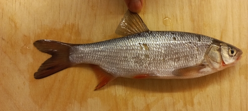 Ide (Leuciscus idus) — Cyprinidae
