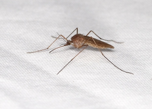 Unknown species found near Wood County, TX, USA