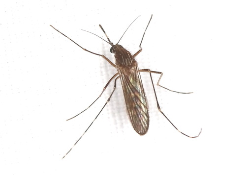 Unknown species found near Wood County, TX, USA