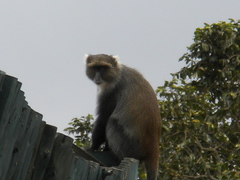 Cercopithecus mitis kolbi