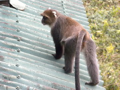 Cercopithecus mitis kolbi