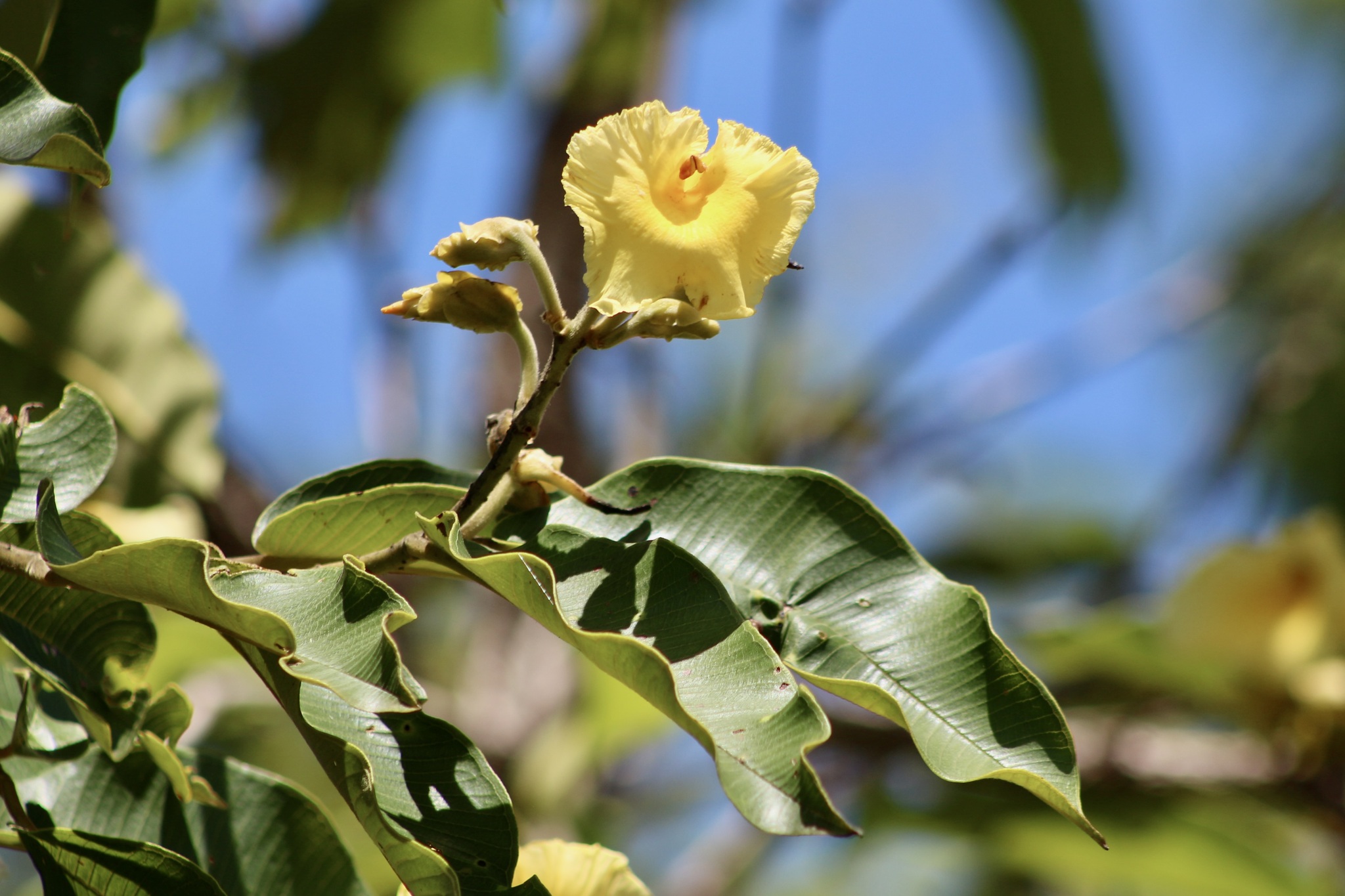 Qualea grandiflora
