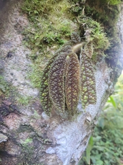 Columnea purpureovittata