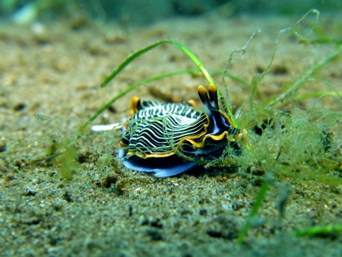 ルリフチハスエラウミウシの写真