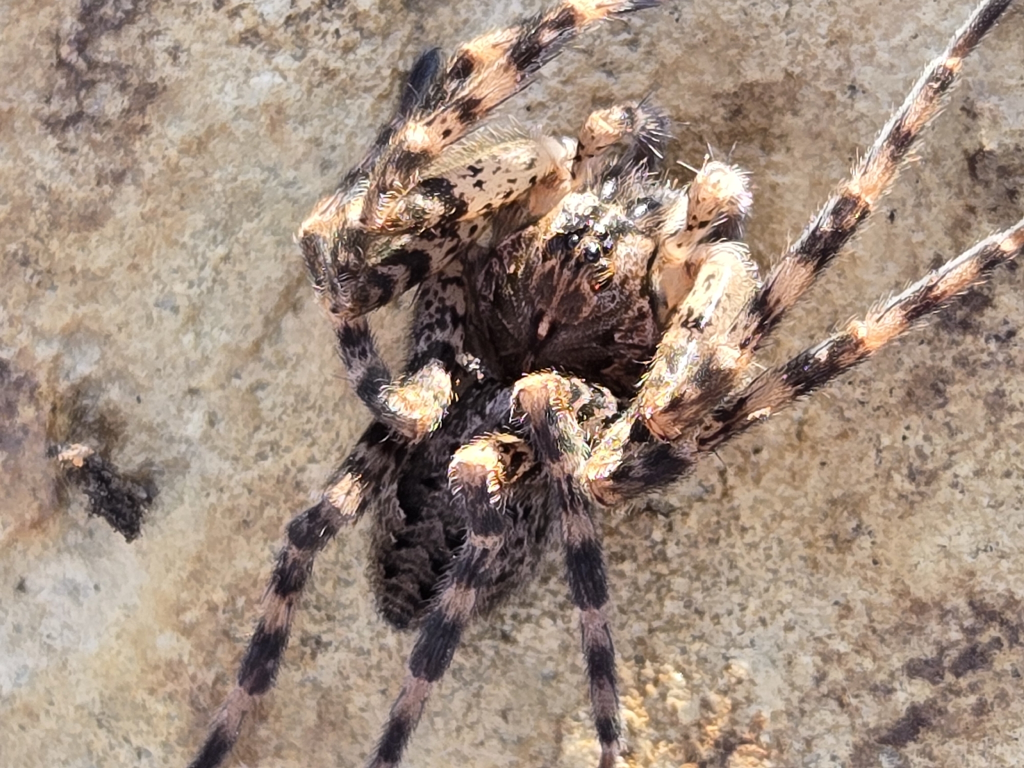 Dolomedes tenebrosus Hentz, 1844