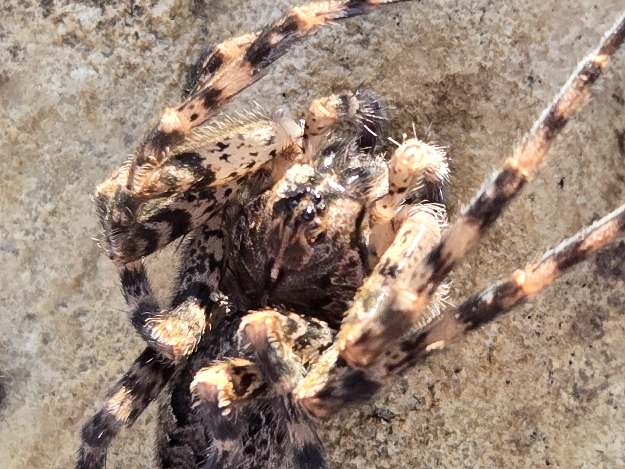 Dolomedes tenebrosus Hentz, 1844