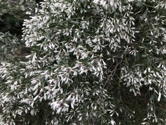 Baccharis halimifolia