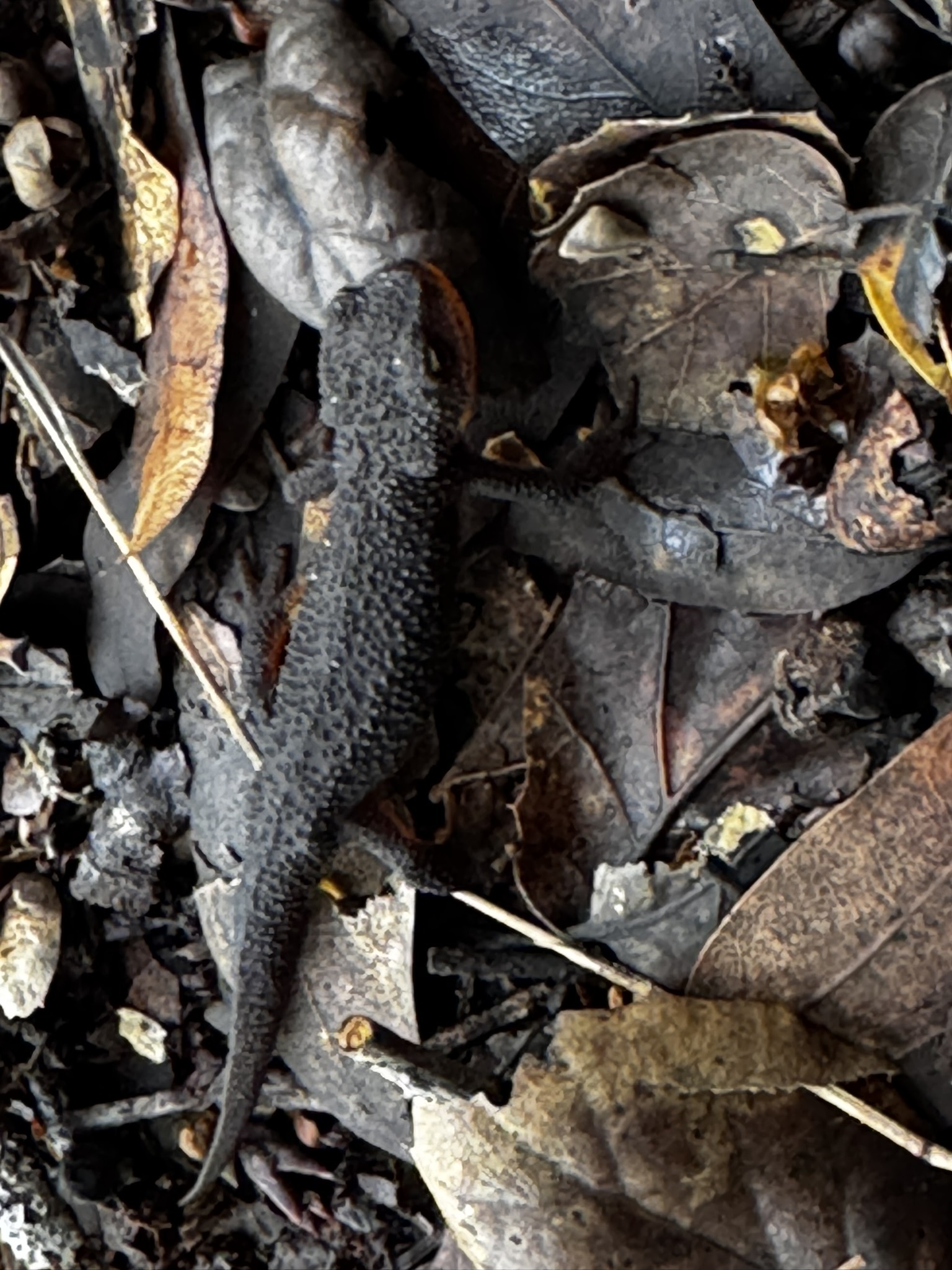 Taricha granulosa (Skilton, 1849)