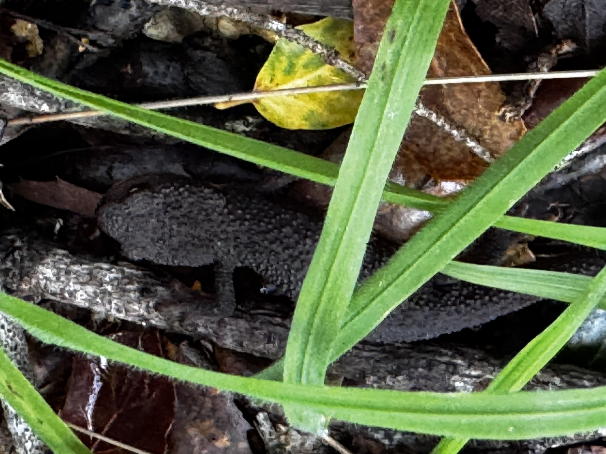 Taricha granulosa (Skilton, 1849)