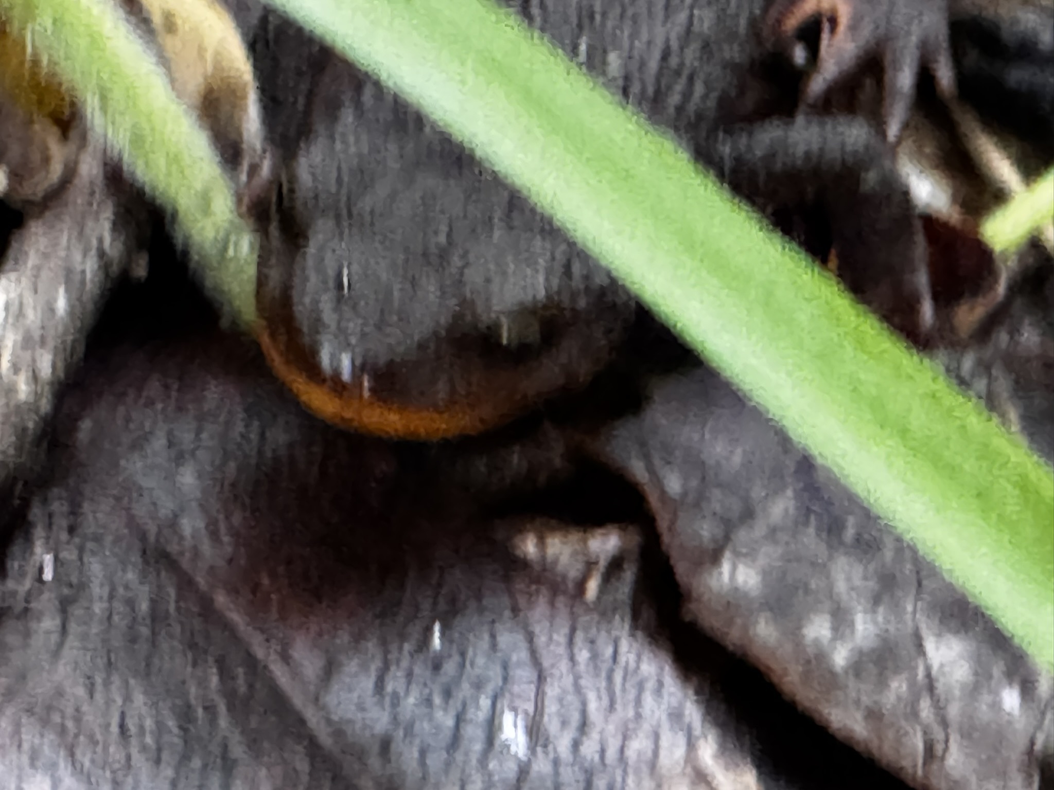 Taricha granulosa (Skilton, 1849)
