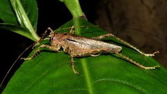 Anabropsis