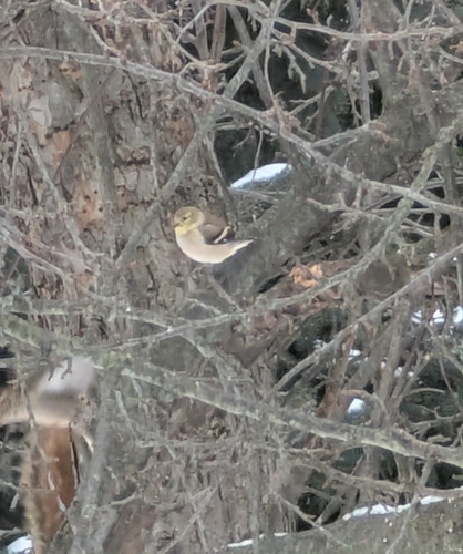 American Goldfinch (Spinus tristis), photo 5