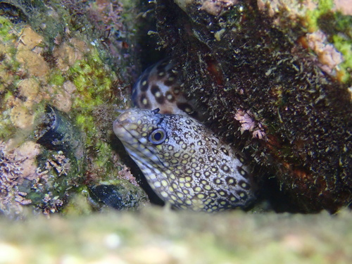 Jewel moray (Muraena lentiginosa) — Muraenidae
