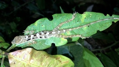 Anolis altae